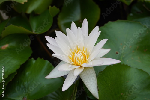 lotus flowers in the tub