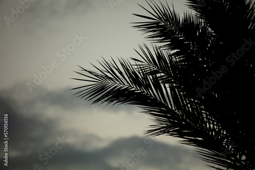 Black silhouettes of palm trees on the background of the sunset.