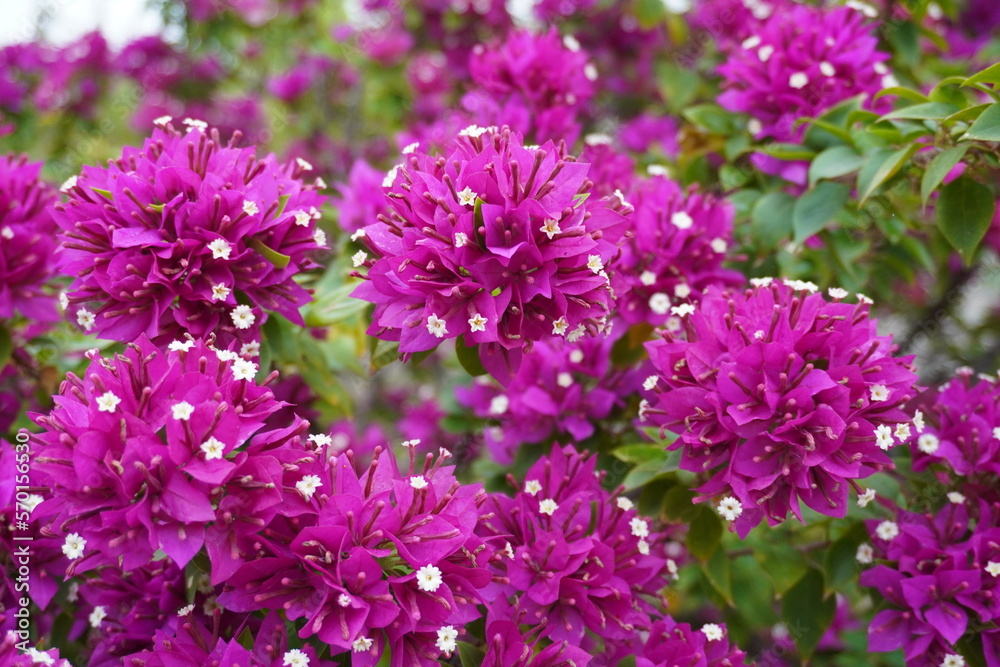 Red bougainvillea throughout the garden Red bougainvillea throughout the garden