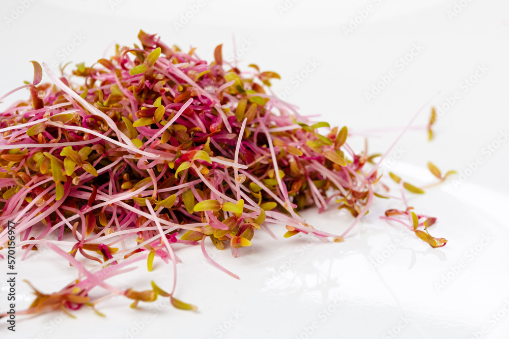 Obraz premium Heap of red amaranth microgreen shoots macro shot. Amaranth sprouts on the plate close up. Healthy food concept