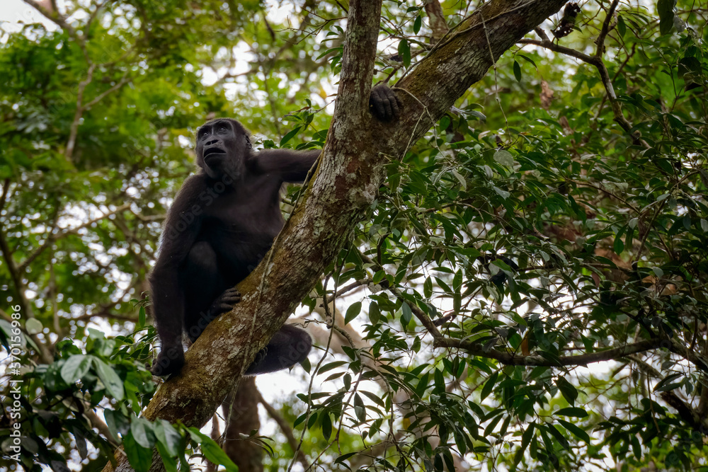Obraz premium Western lowland gorilla (Gorilla gorilla gorilla) in tree. Odzala-Kokoua National Park. Cuvette-Ouest Region. Republic of the Congo