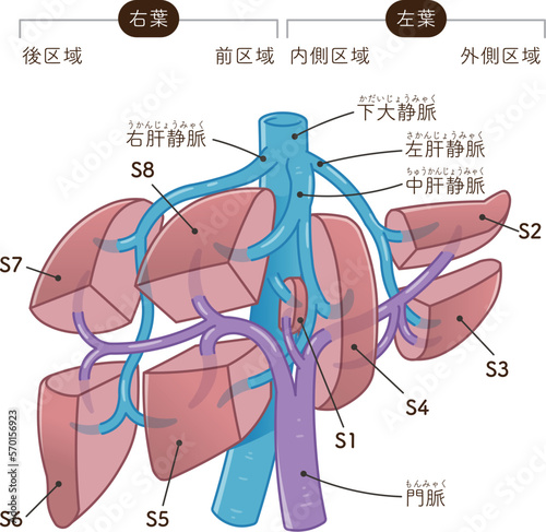 肝臓、門脈、下大静脈、肝静脈のイラスト