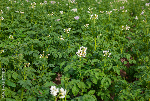potato field with flowering bushes