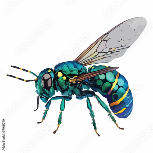Watercolor Cuckoo Wasp Vector Design