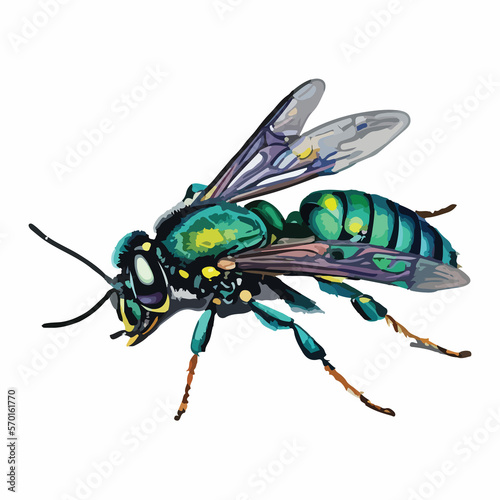 Watercolor Cuckoo Wasp Vector Design
