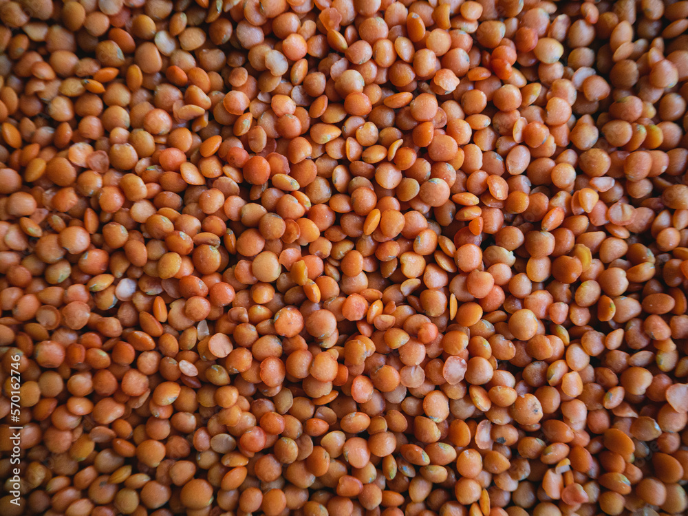 Autumn harvest of grain grain, full screen of whole grains Autumn harvest of grain grain, full screen of whole grains