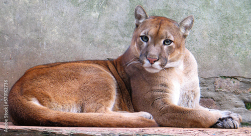 Cougar (Puma concolor) portrait