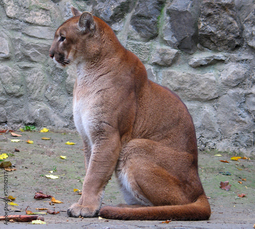 Cougar (Puma concolor) portrait
