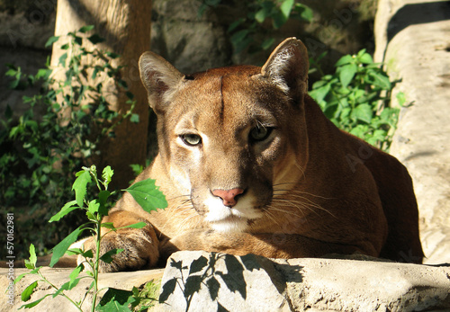 Cougar (Puma concolor) portrait
