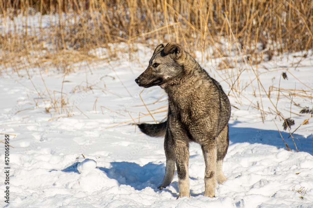 Naklejka premium portrait of a dog in winter nature.