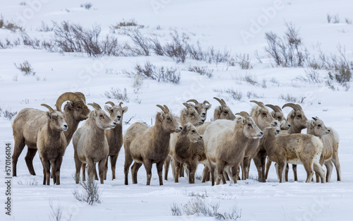 sheep in snow, bighorn sheep, Wyoming , Grand Teton 