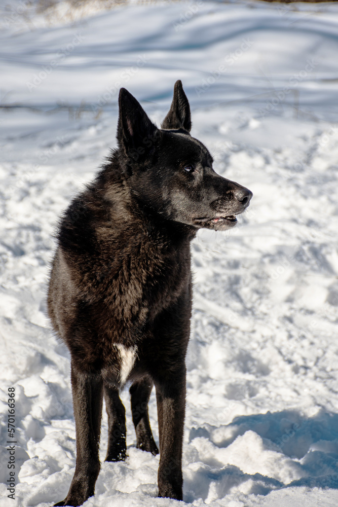 portrait of a dog. A stray dog. A mongrel dog. a dog on a walk in winter. portrait of a dog. A stray dog. A mongrel dog. a dog on a walk in winter.