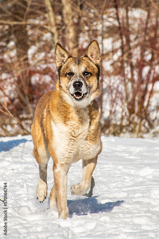 portrait of a dog. A stray dog. A mongrel dog. a dog on a walk in winter. portrait of a dog. A stray dog. A mongrel dog. a dog on a walk in winter.