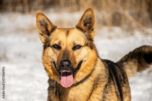 portrait of a dog. A stray dog. A mongrel dog. a dog on a walk in winter. © sachurupka18