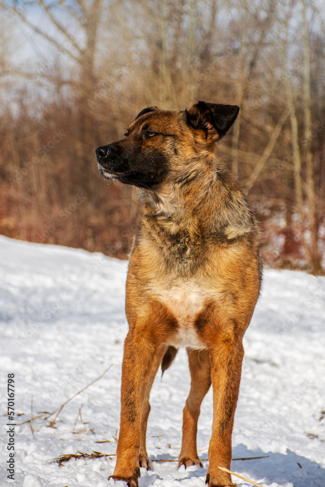 portrait of a dog. A stray dog. A mongrel dog. a dog on a walk in winter. portrait of a dog. A stray dog. A mongrel dog. a dog on a walk in winter.