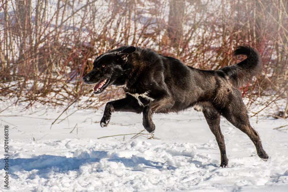 Naklejka premium portrait of a dog. A stray dog. A mongrel dog. a dog on a walk in winter.