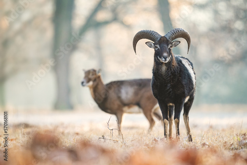 European Mouflon - Ovis orientalis musimon, beautiful primitive sheep with long horns from European forests and woodlands, Czech Republic.