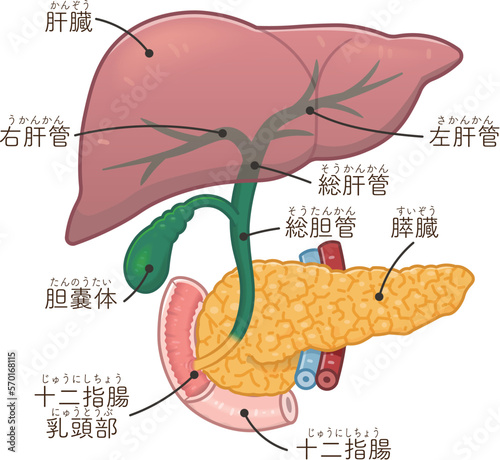 肝臓・膵臓・胆嚢・胆道のイラスト photo