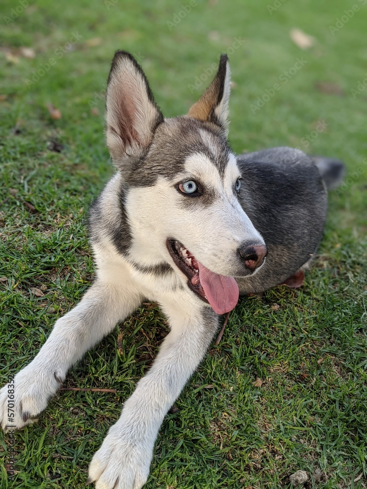 portrait of a husky puppy resting the grass in a spring day