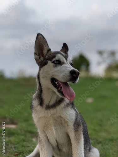 portrait of a husky puppy resting the grass in a spring day © Eyestock