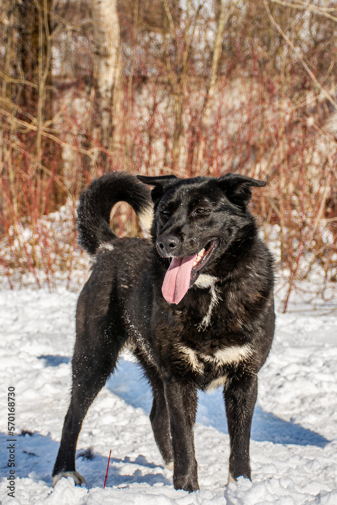 Obraz premium portrait of a dog. A stray dog. A mongrel dog. a dog on a walk in winter.