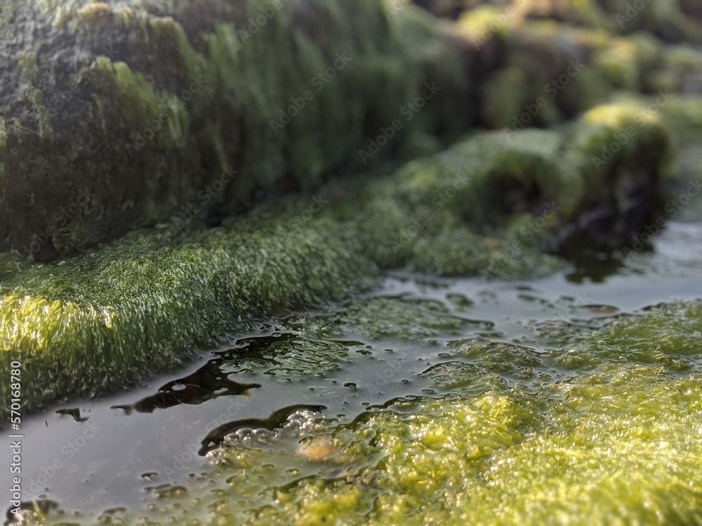 wet keelp in the beach with water in the state of veracruz, mexico, america