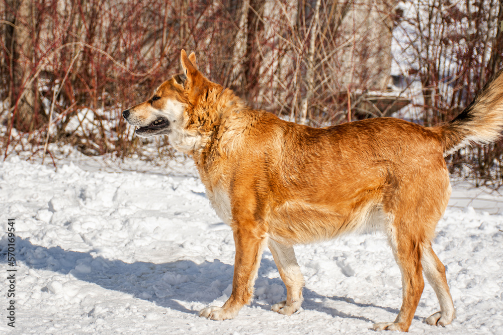 Portrait of a dog in winter nature. A dog on a walk in winter. Portrait of a dog in winter nature. A dog on a walk in winter.
