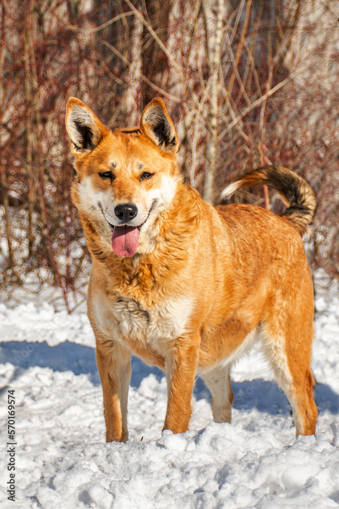Portrait of a dog in winter nature. A dog on a walk in winter. Portrait of a dog in winter nature. A dog on a walk in winter.
