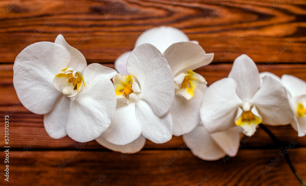 A branch of white orchids on a brown wooden background
A branch of white orchids on a brown wooden background