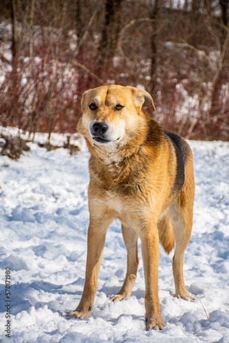 Portrait of a dog in winter nature. A dog on a walk in winter. © sachurupka18