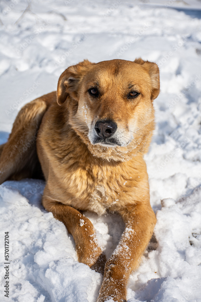 Portrait of a dog in winter nature. A dog on a walk in winter. Portrait of a dog in winter nature. A dog on a walk in winter.