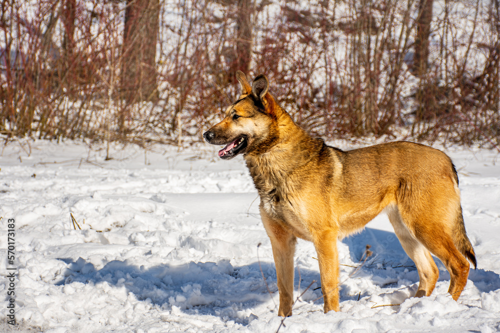 Portrait of a dog in winter nature. A dog on a walk in winter. Portrait of a dog in winter nature. A dog on a walk in winter.