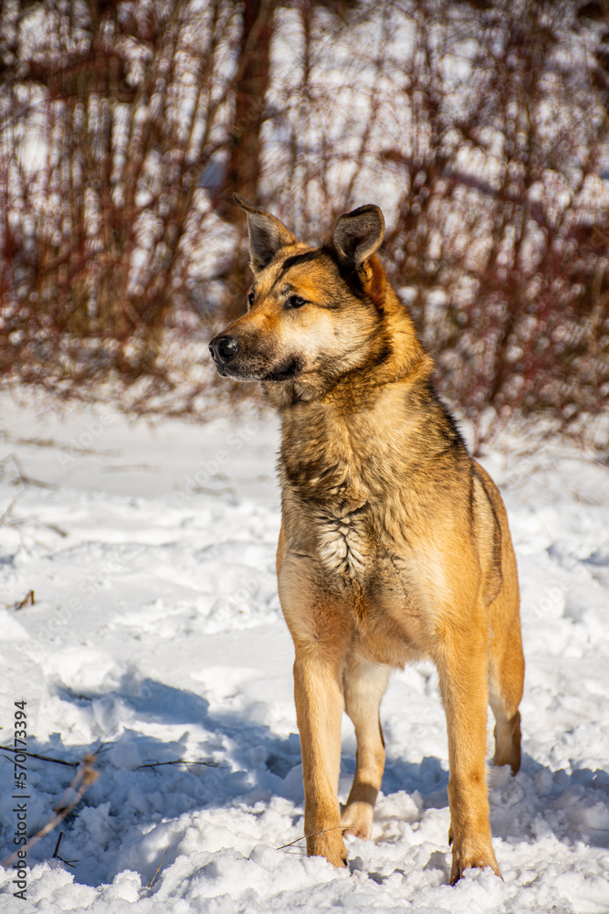Portrait of a dog in winter nature. A dog on a walk in winter. Portrait of a dog in winter nature. A dog on a walk in winter.
