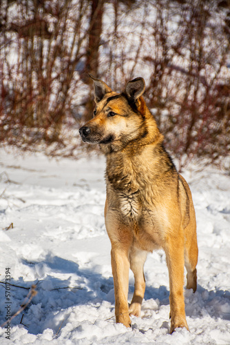 Portrait of a dog in winter nature. A dog on a walk in winter. © sachurupka18