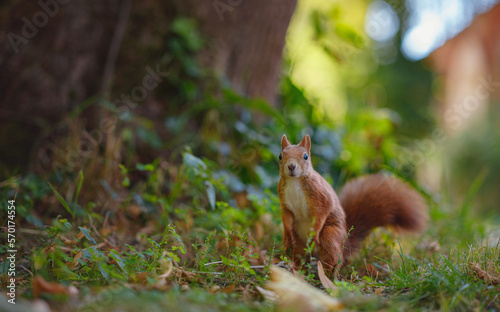 Cute squirrel in a park in Munich, Germany summer travel to Europe. Wildlife in green park. Sciurus vulgaris.