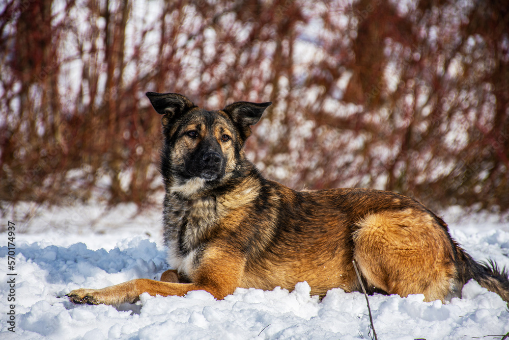 Portrait of a dog in winter nature. A dog on a walk in winter. Portrait of a dog in winter nature. A dog on a walk in winter.