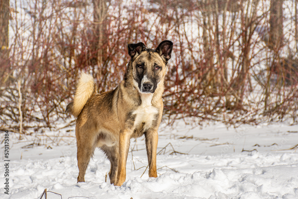 Portrait of a dog in winter nature. A dog on a walk in winter. Portrait of a dog in winter nature. A dog on a walk in winter.