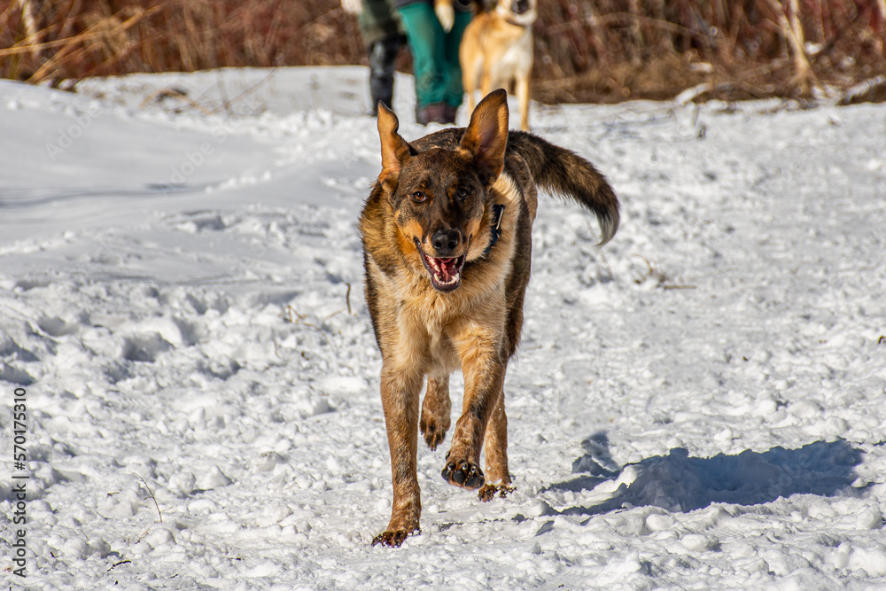 Portrait of a dog in winter nature. A dog on a walk in winter. Portrait of a dog in winter nature. A dog on a walk in winter.