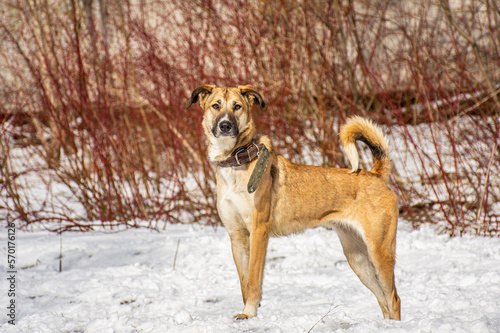 Portrait of a dog in winter nature. A dog on a walk in winter.