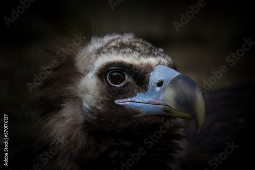 Cinereus Vulture  European Black vulture 