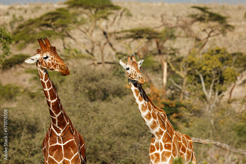 Photography giraffes on the savannah