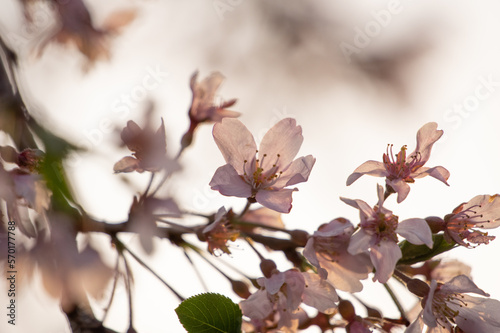 夕日を浴びて透ける桜の花