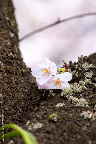 幹に咲く寄り添う二輪の桜の花