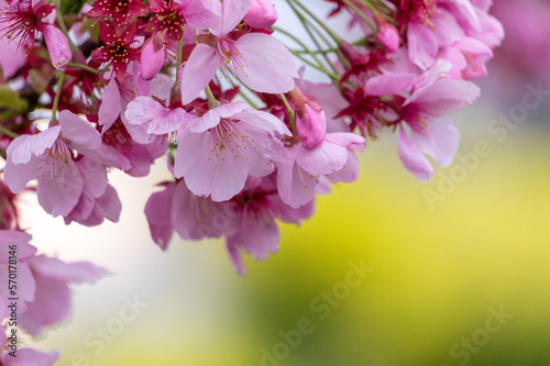 春の桜