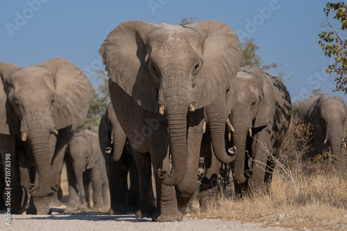 a herd of African elephants walking along the road to the watering hole of namibia