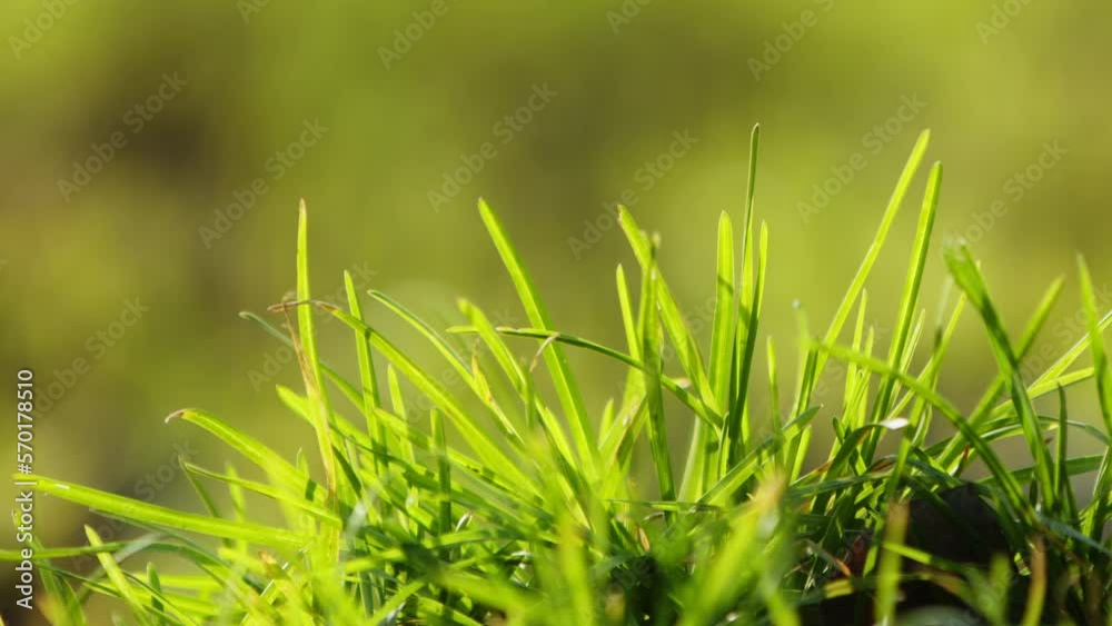 Green Grass in the Wind in Nature Green Grass in the Wind in Nature