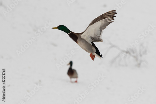 Wild ducks in nature in winter. © Prikhodko