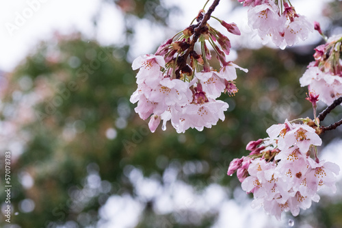 雪の中水滴らせる新春の桜