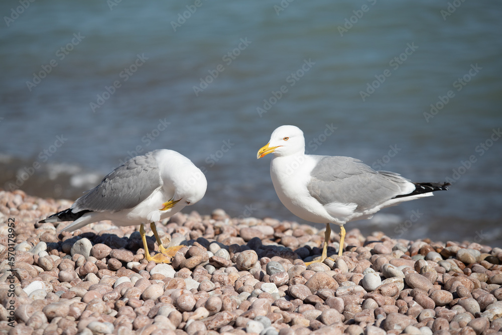 Seagull sits on the beach by the sea. Seagull sits on the beach by the sea.