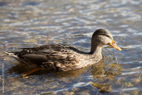 Wild ducks swim in the river, spring nature.